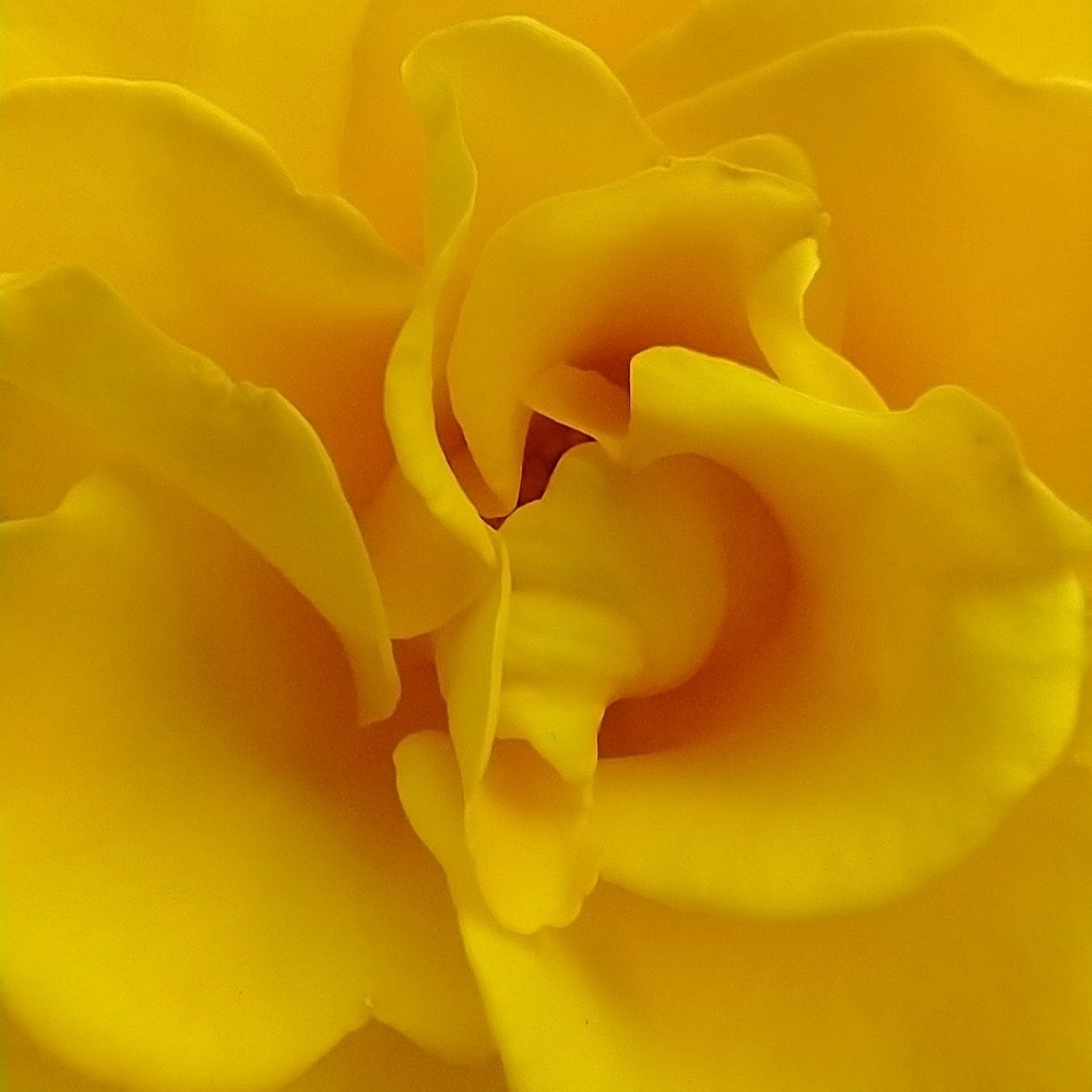 Meet your Posher, Quincy